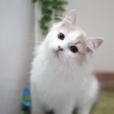 ミヌエット(長足)