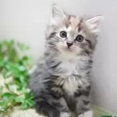 ミヌエット(長足)