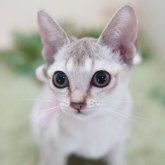 シンガプーラ