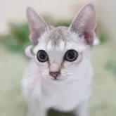 シンガプーラ
