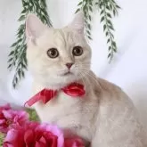 マンチカン(長足)