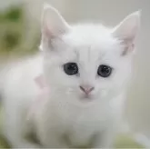 マンチカン(短足)