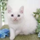 マンチカン(長足)