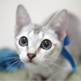 シンガプーラ
