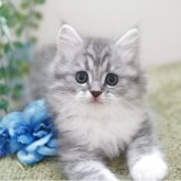 ミヌエット(長足)