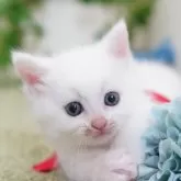 マンチカン(短足)