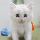 ミヌエット(長足)