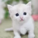 マンチカン(短足)