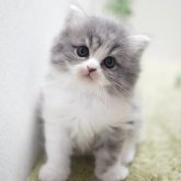 ミヌエット(長足)