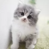 ミヌエット(長足)