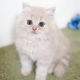 ミヌエット(長足)