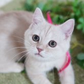 マンチカン(長足)