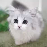 ミヌエット(短足)
