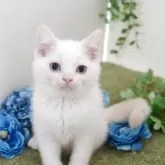 マンチカン(長足)