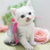 ミヌエット(長足)