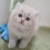 ミヌエット(長足)