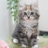 ミヌエット(長足)