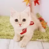 マンチカン(長足)