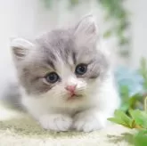 ミヌエット(長足)