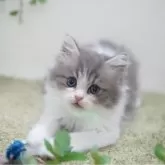 ミヌエット(長足)