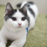 マンチカン(短足)