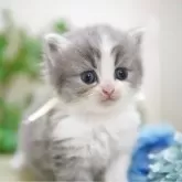 ミヌエット(長足)