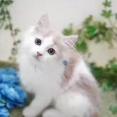 ミヌエット(長足)
