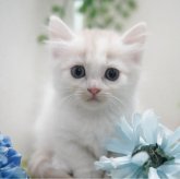 マンチカン(短足)