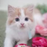 ミヌエット(長足)