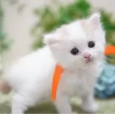 マンチカン(長足)