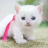 ミヌエット(長足)