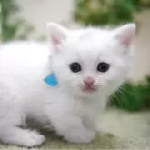 マンチカン(短足)