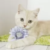 マンチカン(長足)