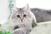 ミヌエット(長足)【神奈川県・男の子・2025年1月24日・ブラウンタビー】の写真5