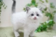ラグドール【神奈川県・女の子・2024年12月24日・ブルーポイントバイカラー】の写真6