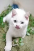 マンチカン(長足)【神奈川県・男の子・2025年5月21日・クリームポイント】の写真11