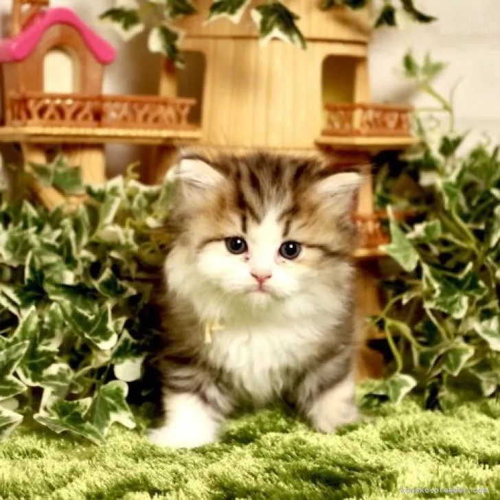 ID：2312-01393の子猫