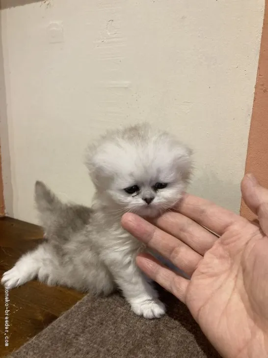 ID:2103-00076の子猫
