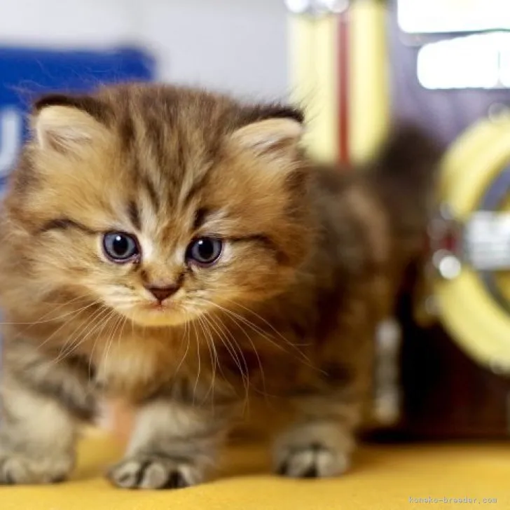 ID：2304-00018の子猫