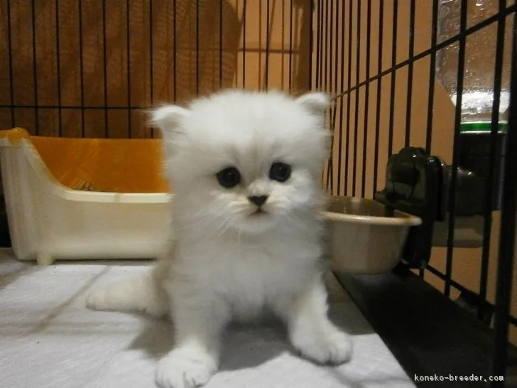 ID:1808-01351の子猫