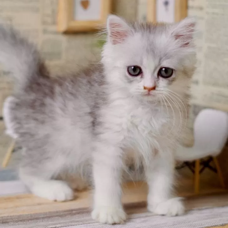 ID：2409-00341の子猫