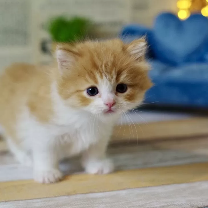 ID:2412-00391の子猫