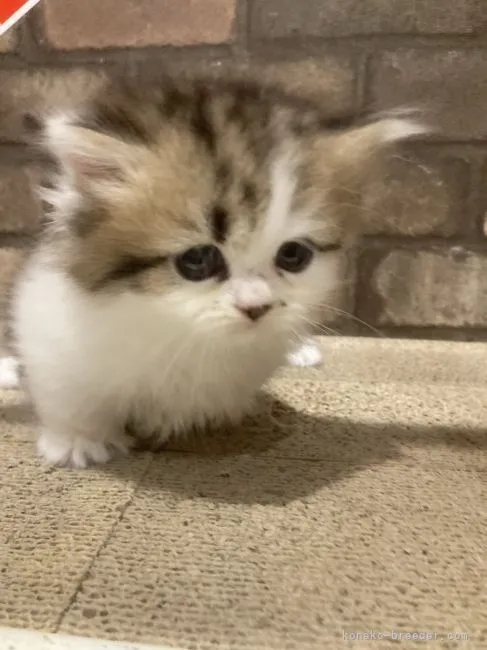 ID：2109-01156の子猫