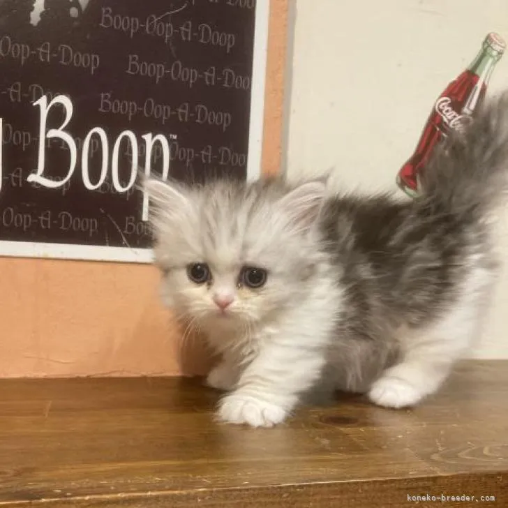 Y.Y 様のお迎えした子猫