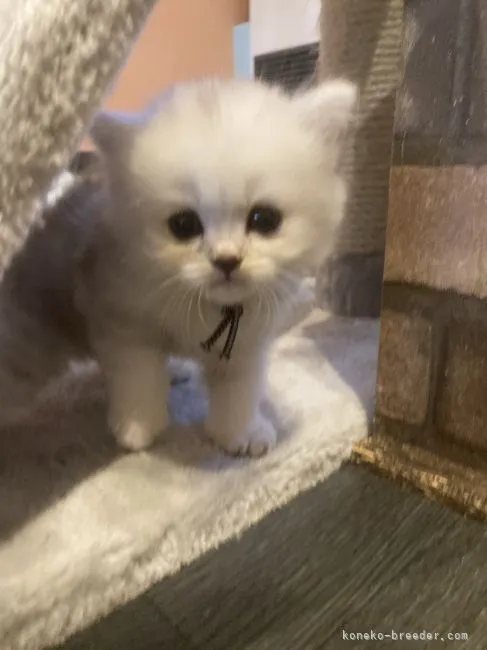 M.M 様のお迎えした子猫