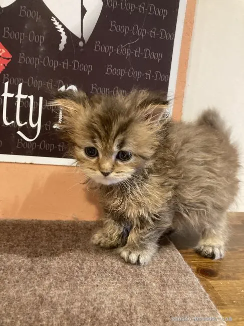 ID：2102-01306の子猫