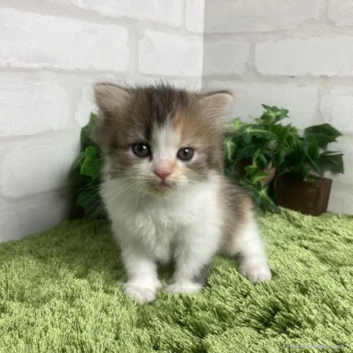 ID:2209-02161の子猫