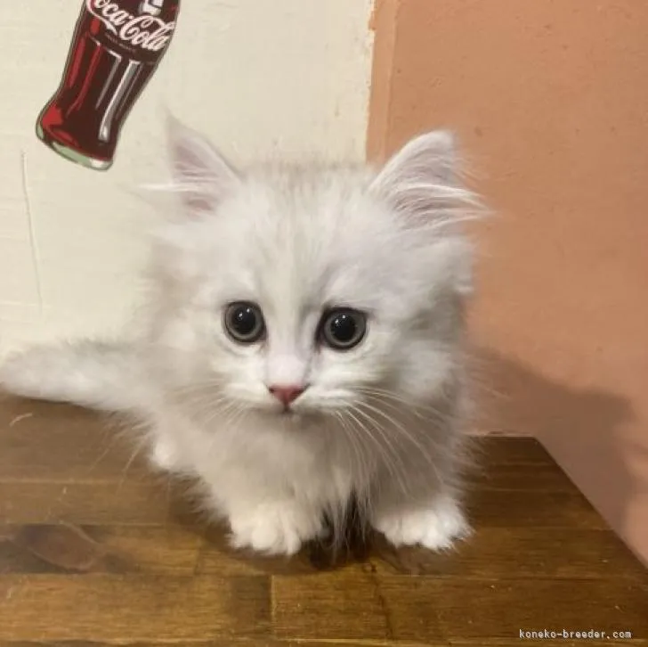 ID:2212-00017の子猫