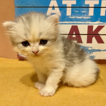 ミヌエット(長足)【北海道・男の子・2024年7月31日・シルバータビー&ホワイト（ロング）】の写真「おっとりとした男の子です」