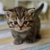 ミヌエット(短足)【北海道・男の子・2024年9月2日・チンチラゴールデン】の写真1